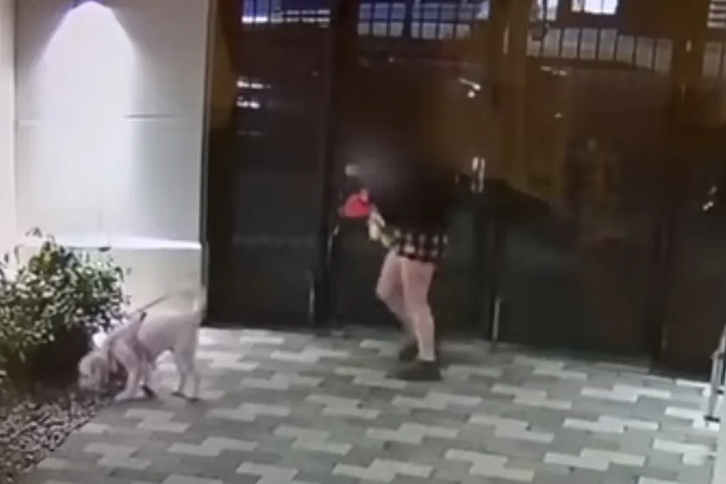 A person holding a red handbag walks past a small white dog sniffing a bush.