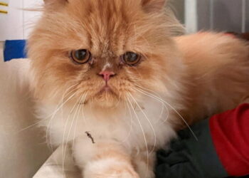 Dark turn for SoCal animal rescue: 500 cats, living and dead, seized by authorities