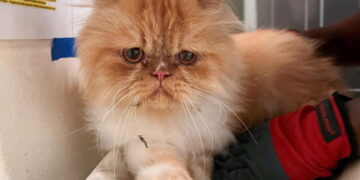 Dark turn for SoCal animal rescue: 500 cats, living and dead, seized by authorities