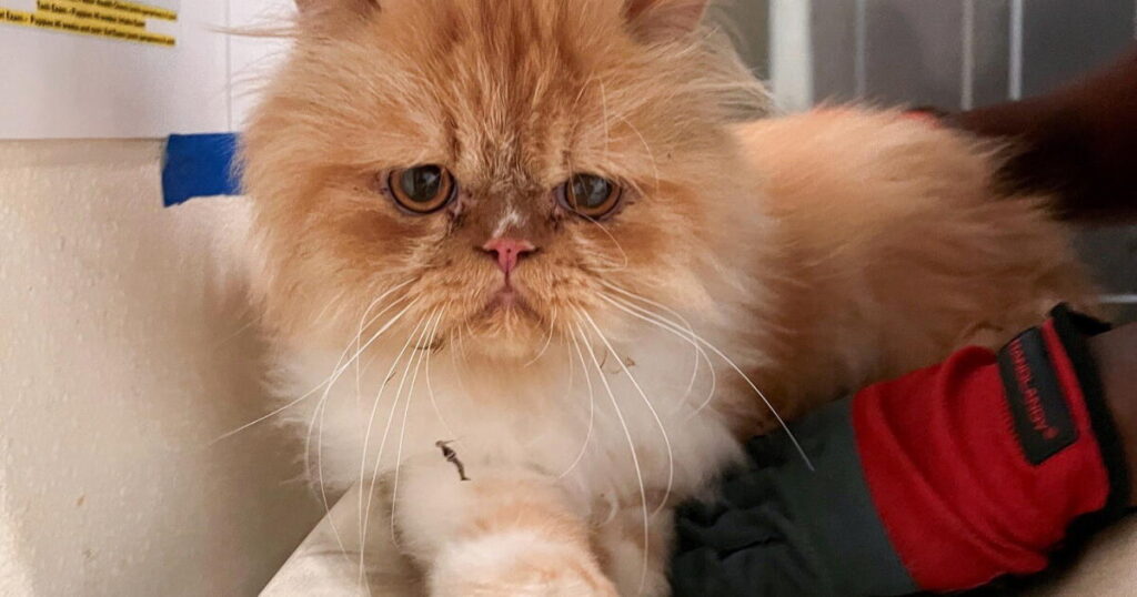 Dark turn for SoCal animal rescue: 500 cats, living and dead, seized by authorities