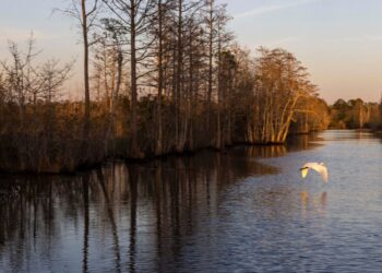 The policy tools to protect nature already exist