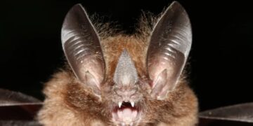 The Secret History of Bats: A New Study Redraws Their Family Tree