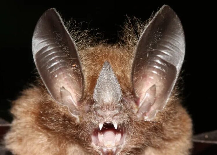 The Secret History of Bats: A New Study Redraws Their Family Tree