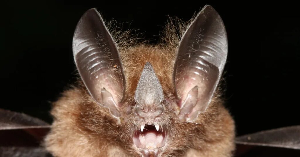 The Secret History of Bats: A New Study Redraws Their Family Tree