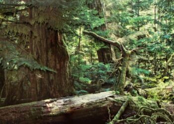 Wildfire Converted Me From Tree-Hugger to Tree-Worshipper