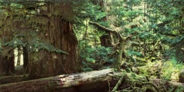 Wildfire Converted Me From Tree-Hugger to Tree-Worshipper