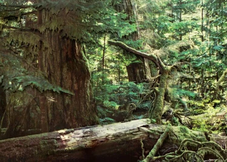 Wildfire Converted Me From Tree-Hugger to Tree-Worshipper