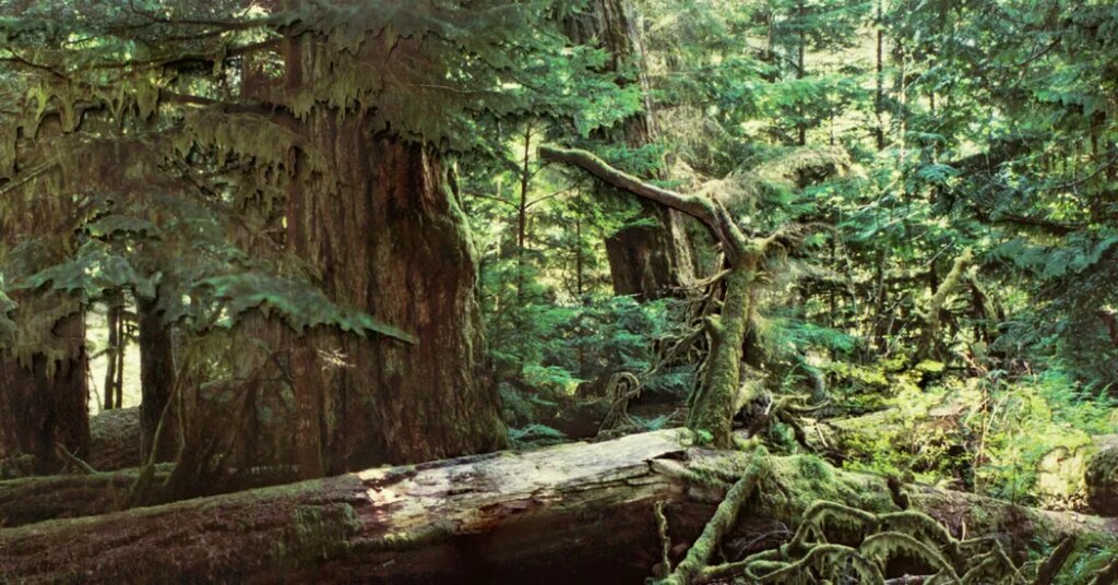 Wildfire Converted Me From Tree-Hugger to Tree-Worshipper