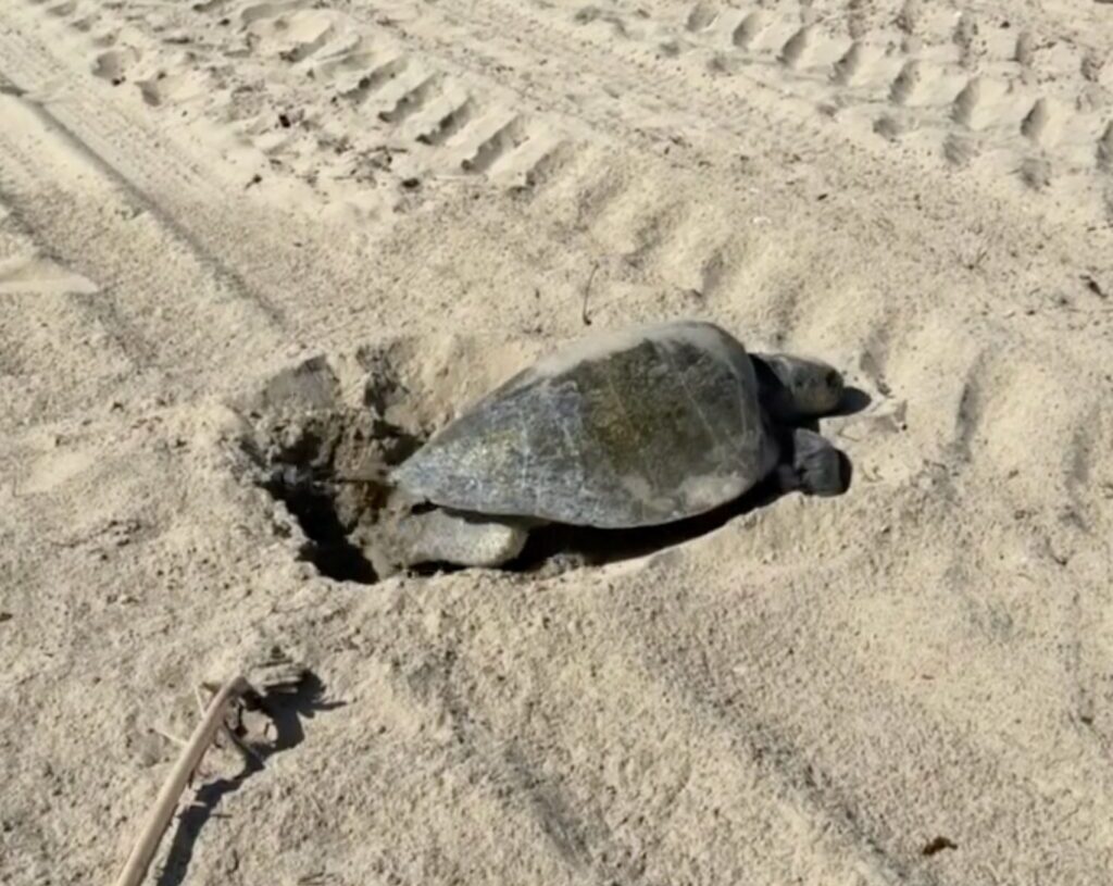 Sea turtle nests in historic first on Southern California coast