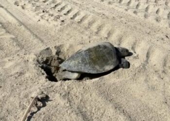 Sea turtle nests in historic first on Southern California coast