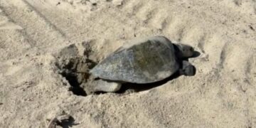 Sea turtle nests in historic first on Southern California coast
