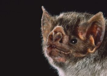 What a landmark new study reveals about the origin of bats