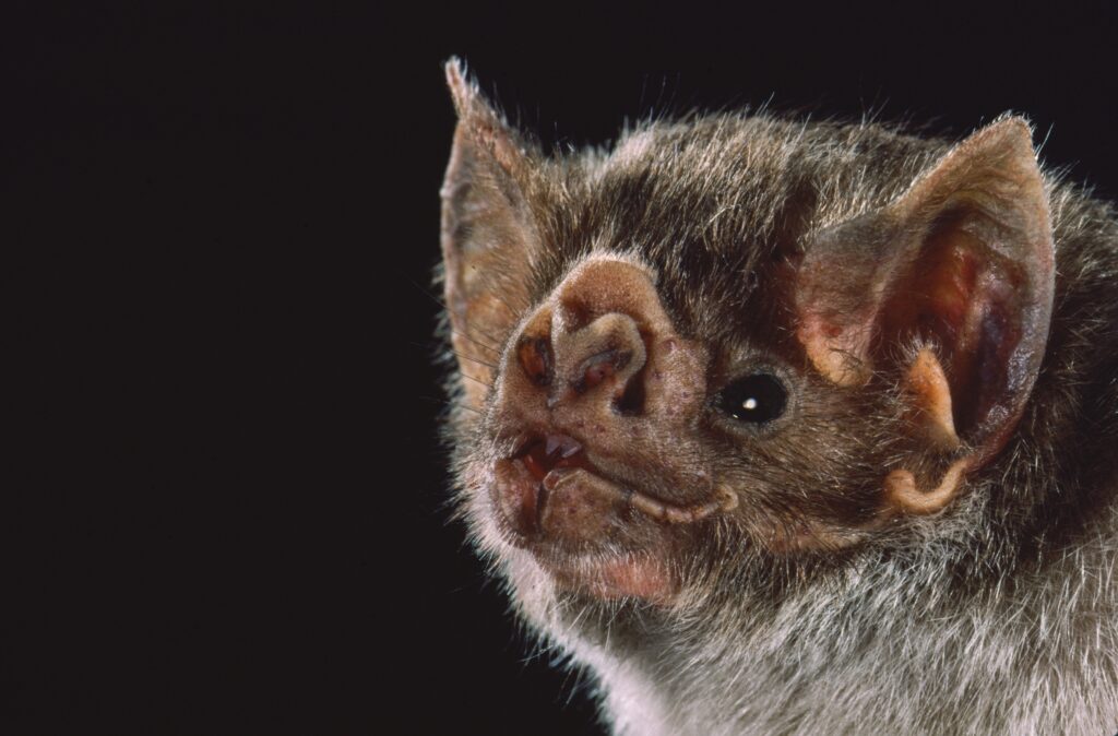 What a landmark new study reveals about the origin of bats