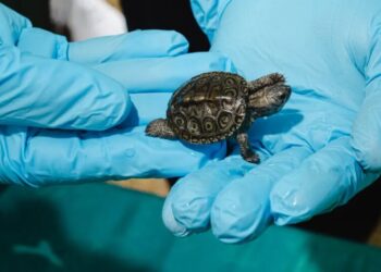 This Zoo Helps Protect Baby Turtles, Then Sends Them on Their Way