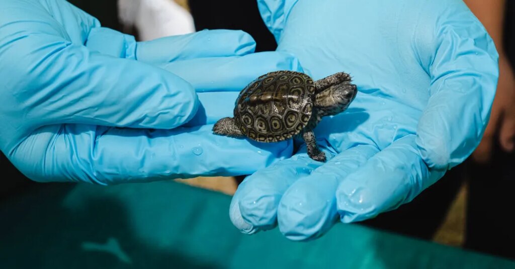 This Zoo Helps Protect Baby Turtles, Then Sends Them on Their Way