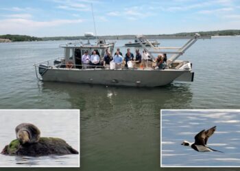 Long Island Sound shows signs of a comeback as water quality continues to improve