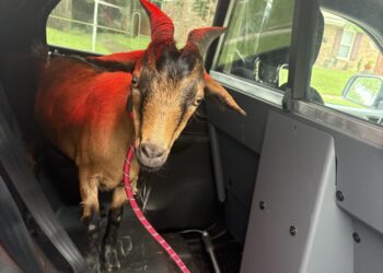 A runaway goat damaged cars and fled police. Now he’s found his herd.