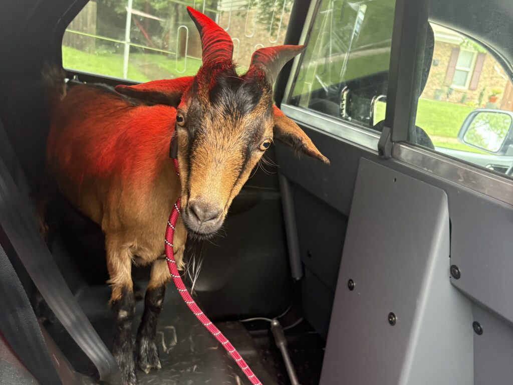 A runaway goat damaged cars and fled police. Now he’s found his herd.