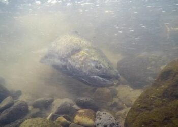 Salmon Are Thriving After Klamath River Dam Removals, Study Finds