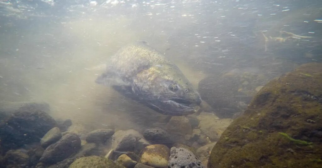 Salmon Are Thriving After Klamath River Dam Removals, Study Finds