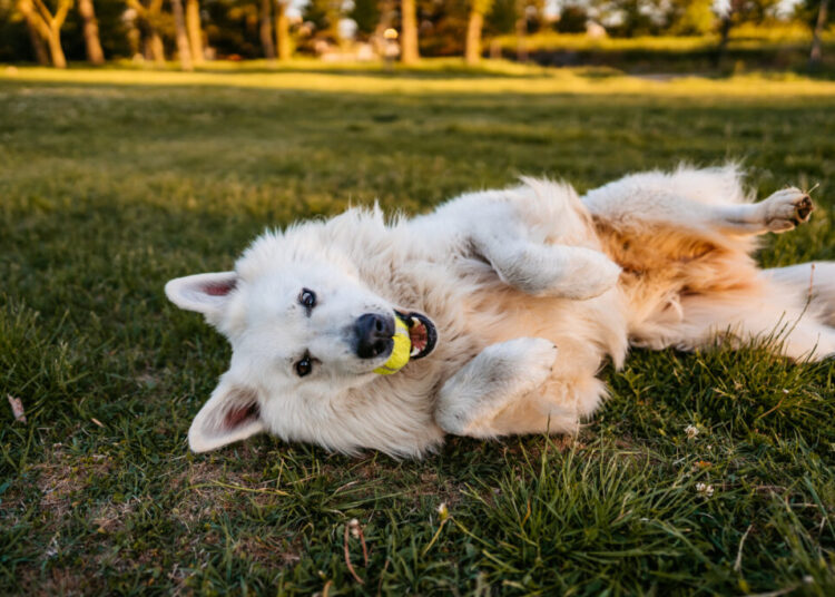 I’m a vet. Here are 4 common mistakes I see new pet owners make.