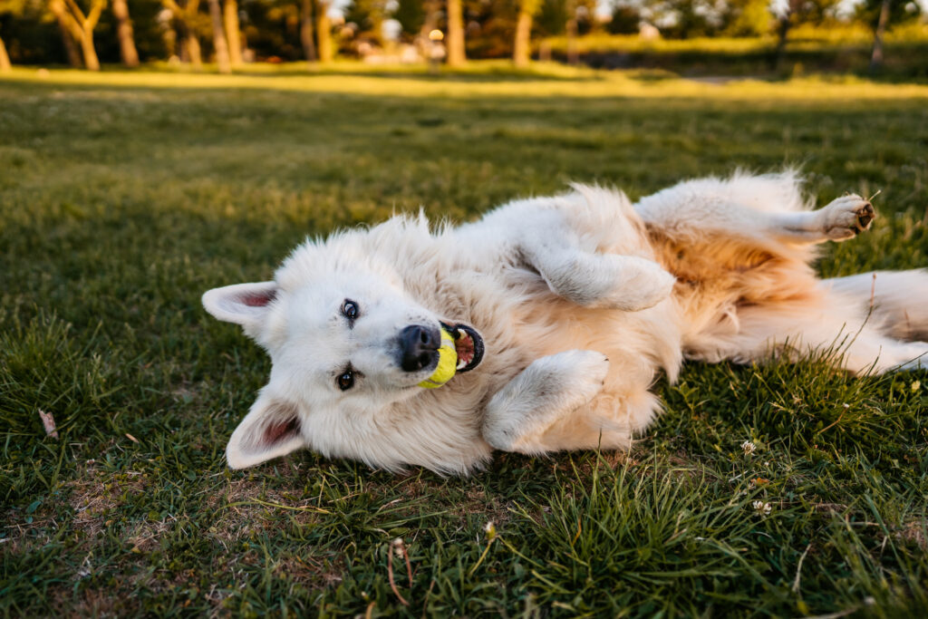 I’m a vet. Here are 4 common mistakes I see new pet owners make.
