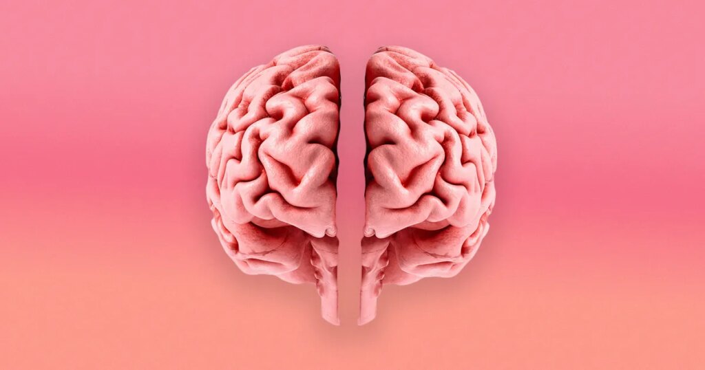Stanford Scientists Find That the Human Brain Is Actually Two Separate Organs