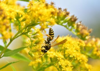 7 Fall Yard Habits That Help Pollinators Survive Winter