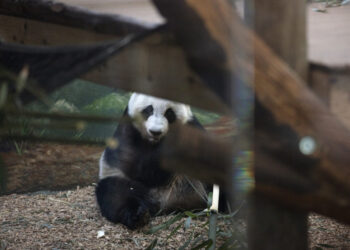 Two pandas heading to Atlanta zoo, Xi Jinping announces