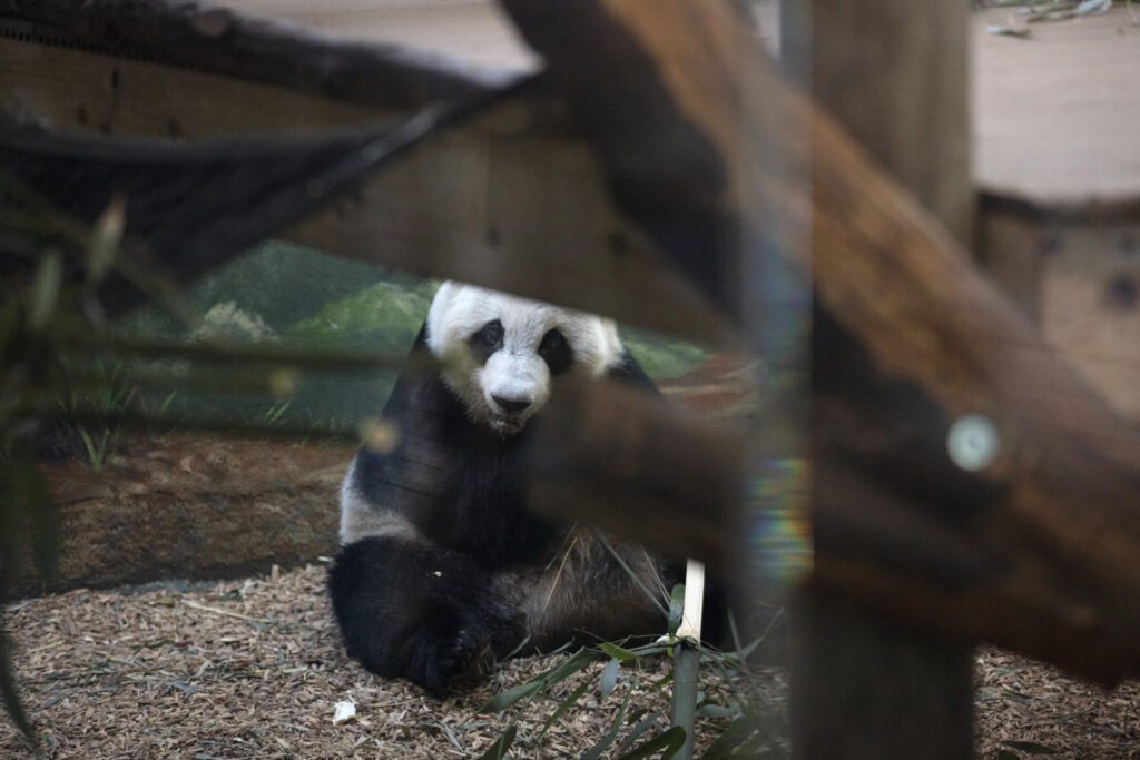 Two pandas heading to Atlanta zoo, Xi Jinping announces