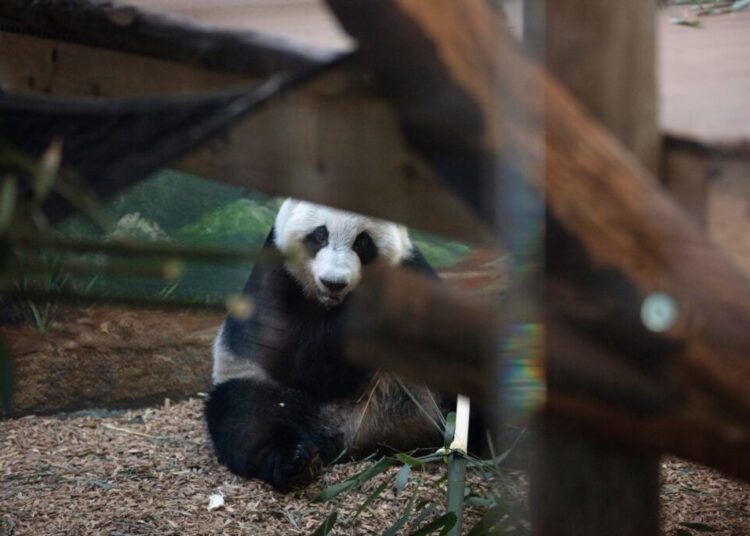 This U.S. zoo will soon get two giant pandas, Xi Jinping announces