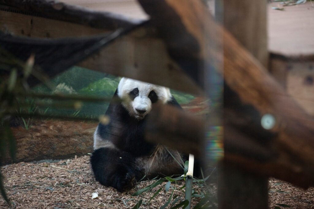 This U.S. zoo will soon get two giant pandas, Xi Jinping announces