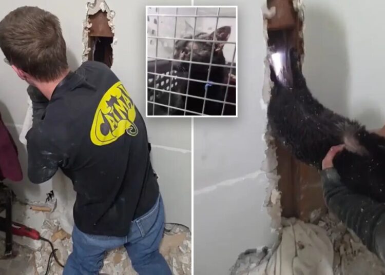 Long Island ‘catman’ to the rescue, as man pulls pet to safety after 5 days trapped upside down