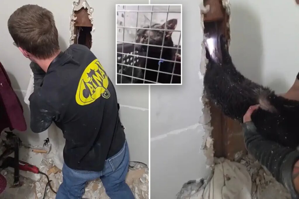 Long Island ‘catman’ to the rescue, as man pulls pet to safety after 5 days trapped upside down