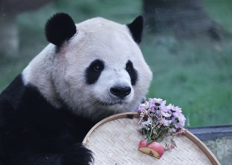 Has China’s Panda Diplomacy Lost Its Charm? It’s Not So Black-and-White