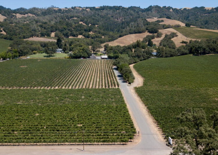 California’s oldest family-owned winery declares bankruptcy as wine industry struggles