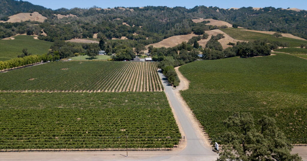 California’s oldest family-owned winery declares bankruptcy as wine industry struggles