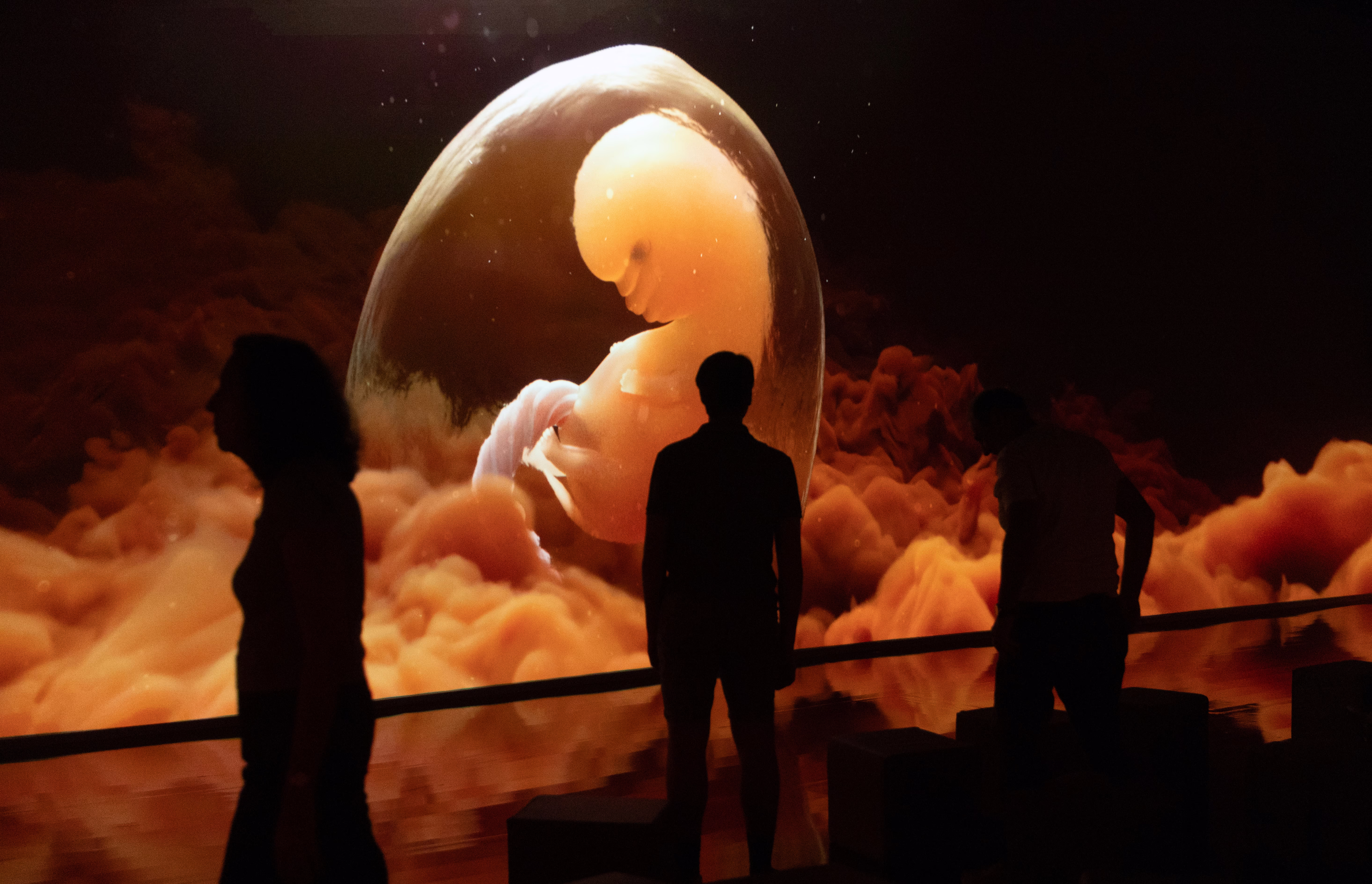 A group of people view and illuminated wall, part of an art exhibit that is depicting what appears to be a human embryo inside an egg.