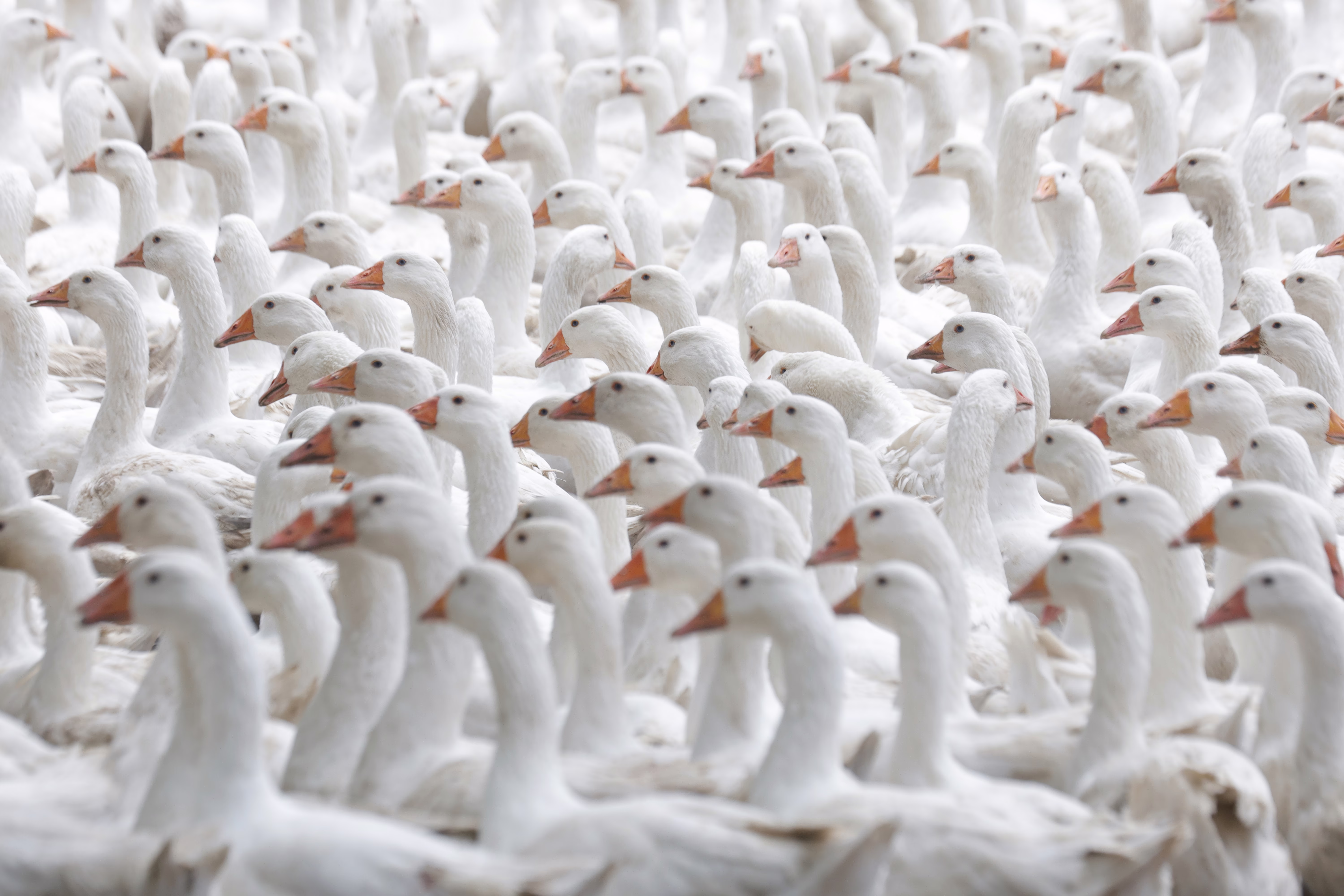 Dozens of white geese walk together in a dense group.