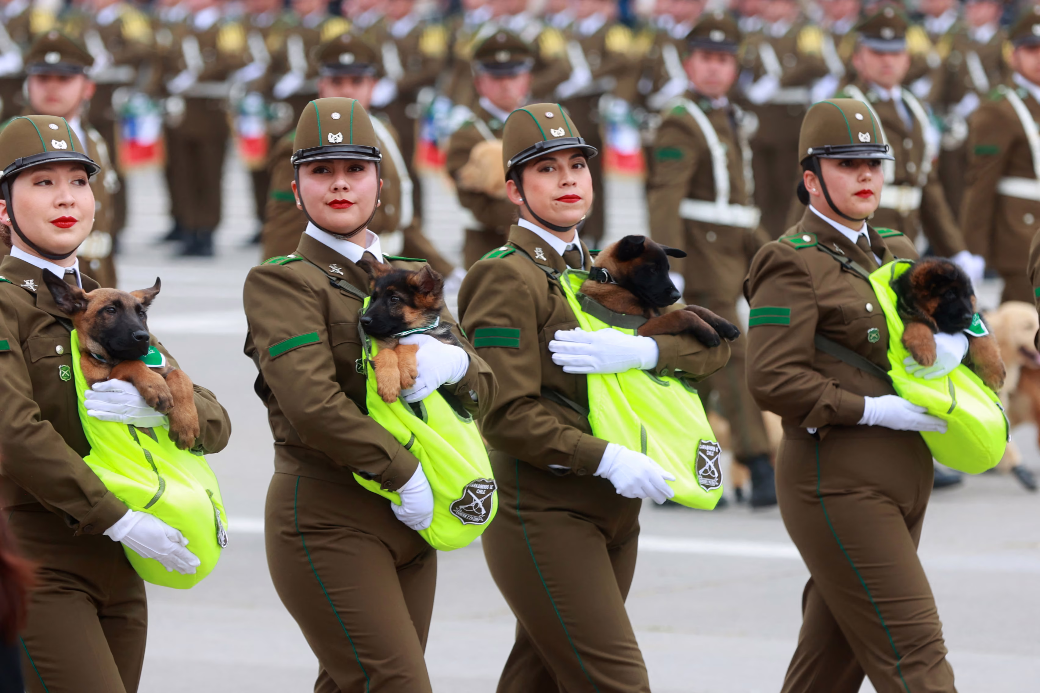 Police officers in dress uniforms march in a parade, carrying puppies in hi-viz-colored pouches.