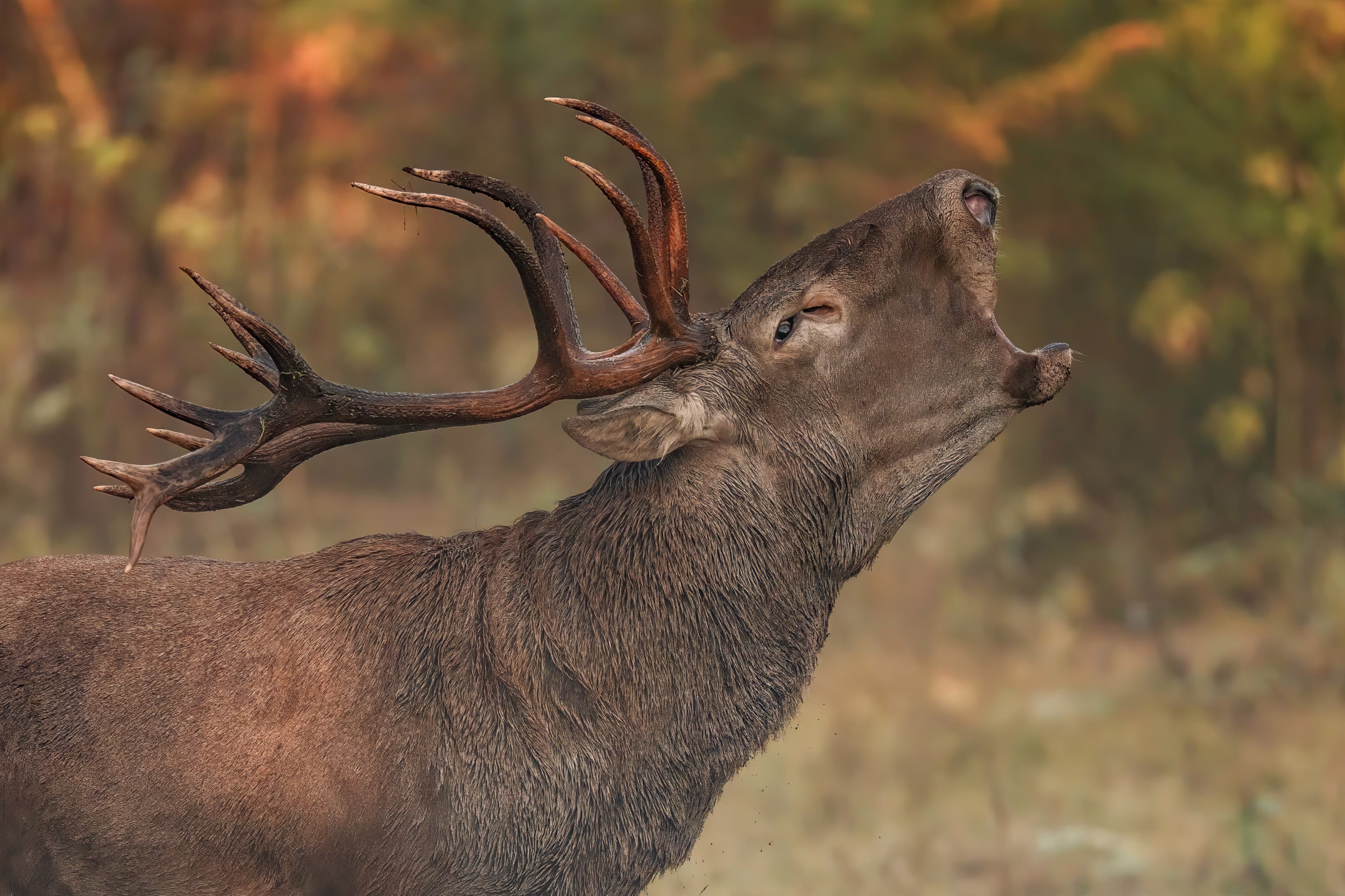 A red deer lifts its head and bellows.
