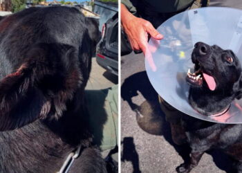 Suspect bites off piece of police dog’s ear during SWAT standoff, police say