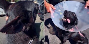 Suspect bites off piece of police dog’s ear during SWAT standoff, police say