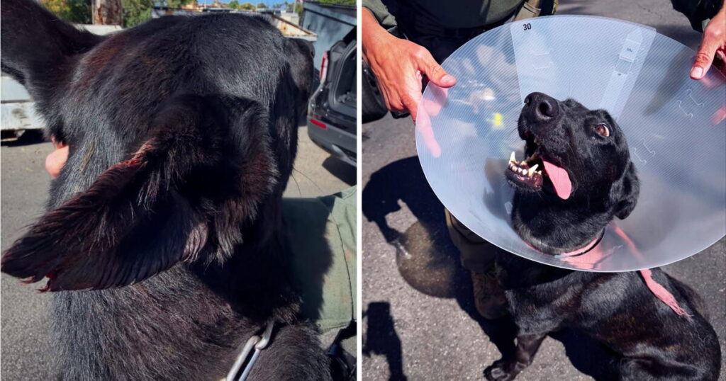 Suspect bites off piece of police dog’s ear during SWAT standoff, police say