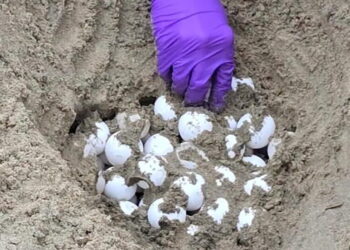 Biologists move unprecedented Orange County sea turtle eggs to protect them from hurricane-driven waves
