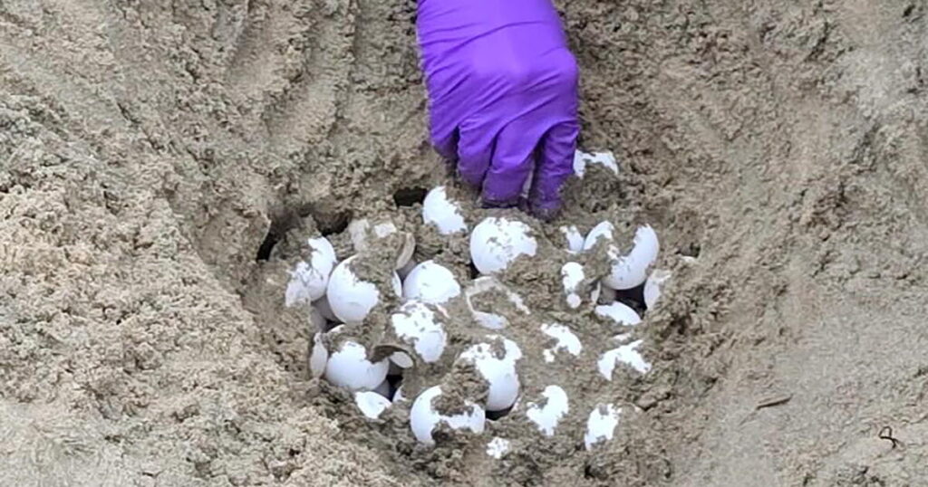 Biologists move unprecedented Orange County sea turtle eggs to protect them from hurricane-driven waves