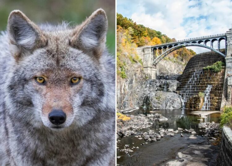 Woman bitten by possibly rabid coyote on Westchester hiking trail