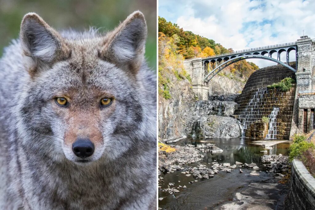 Woman bitten by possibly rabid coyote on Westchester hiking trail