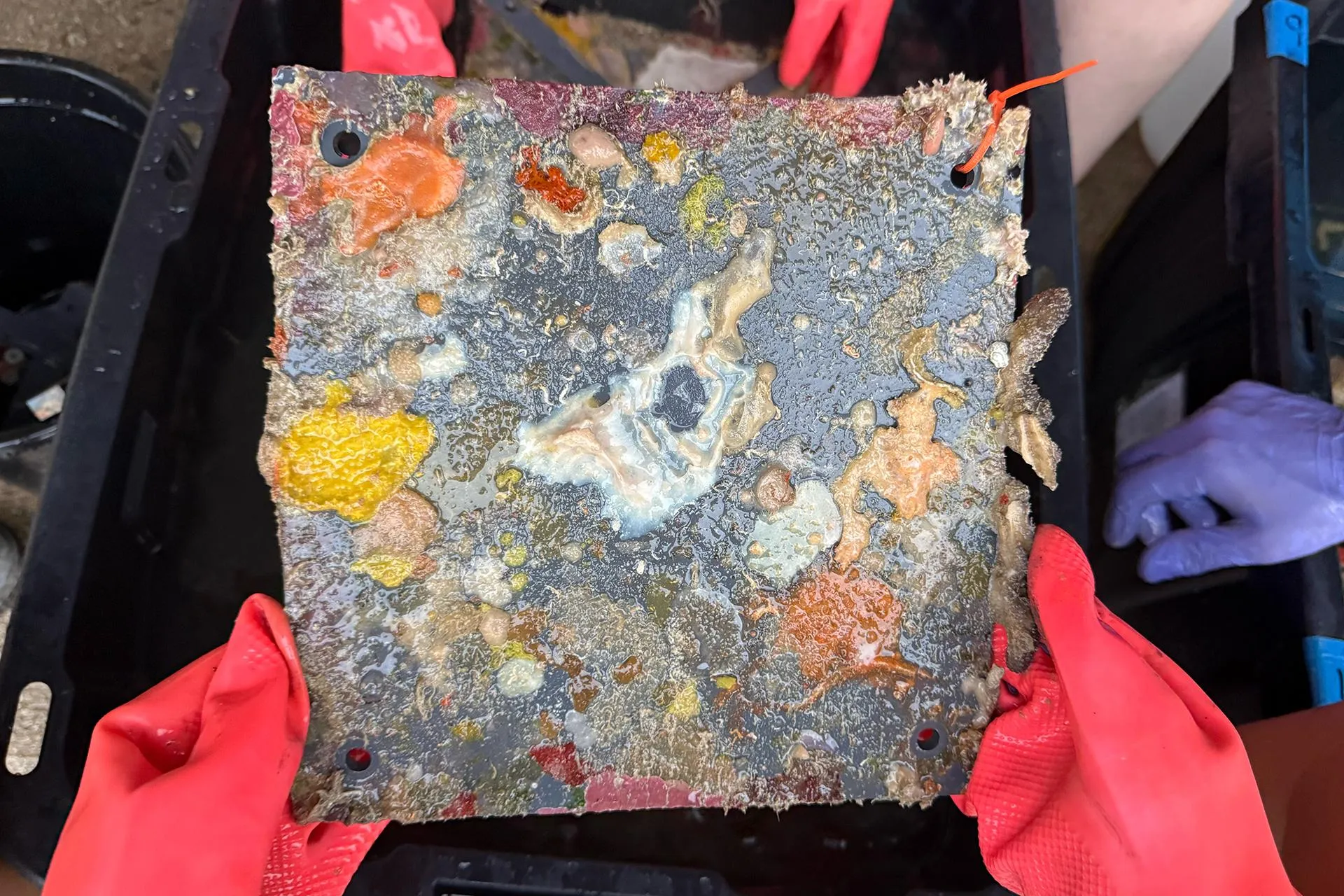 Coral plate