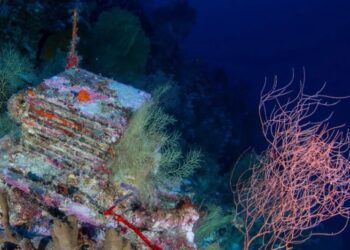 Inside a quest to learn about the ocean’s mysterious “deep reefs”